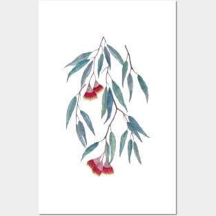 Eucalyptus leaves and flowers on dark Posters and Art